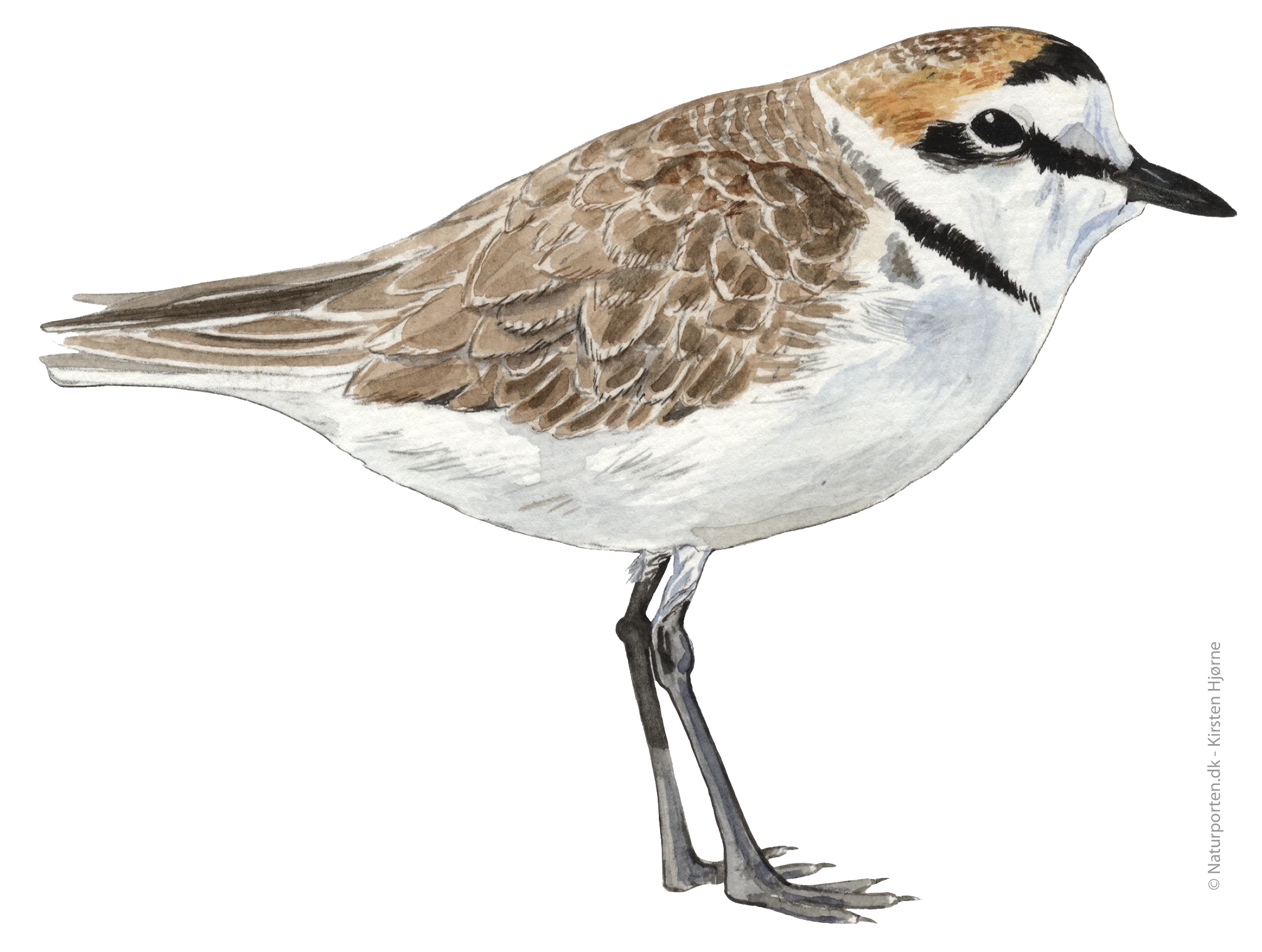 Hvidbrystet præstekrave © Naturporten - Kirsten Hjørne 