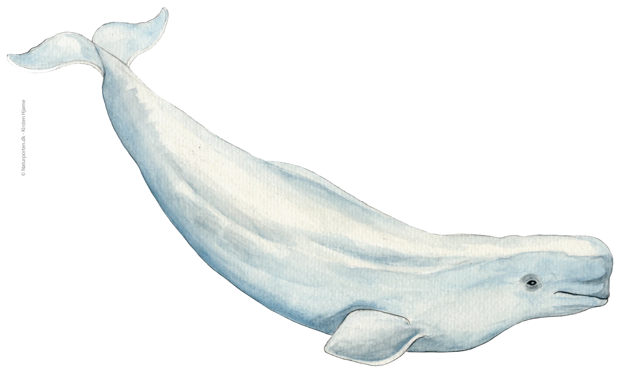 Hvidhval © Naturporten - Kirsten Hjørne