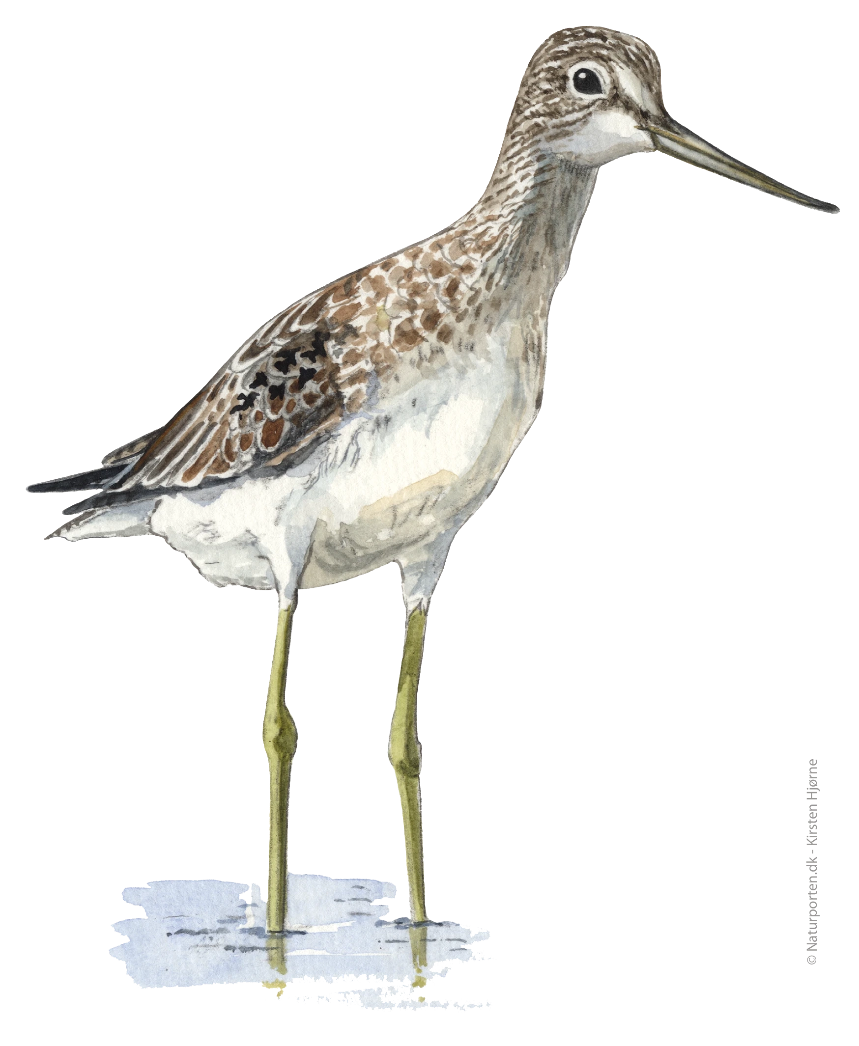 Hvidklire © Naturporten - Kirsten Hjørne 