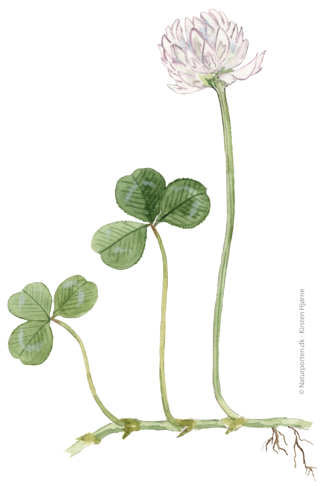 Hvidkløver © Naturporten - Kirsten Hjørne