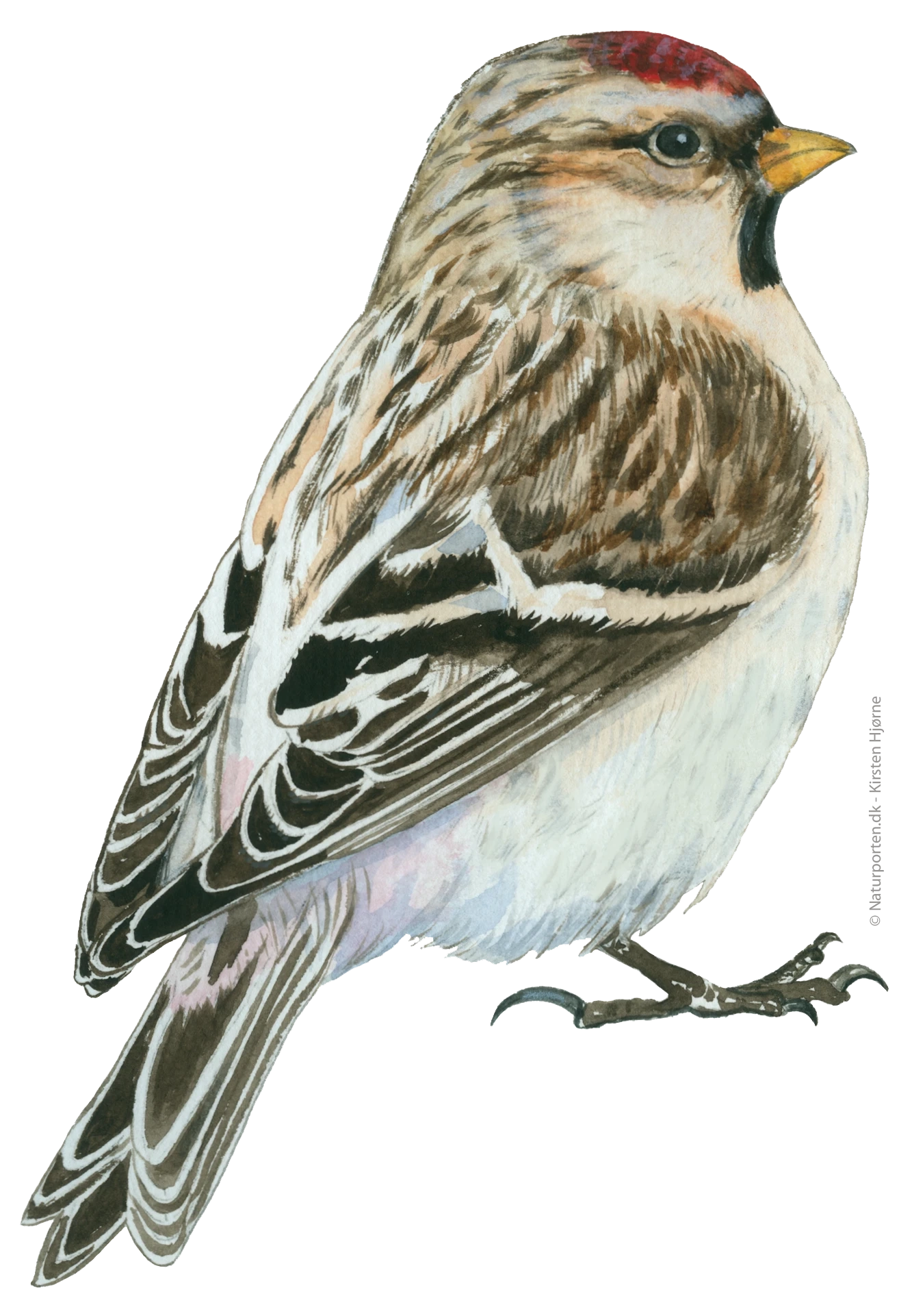Hvidsisken - hun © Naturporten - Kirsten Hjørne