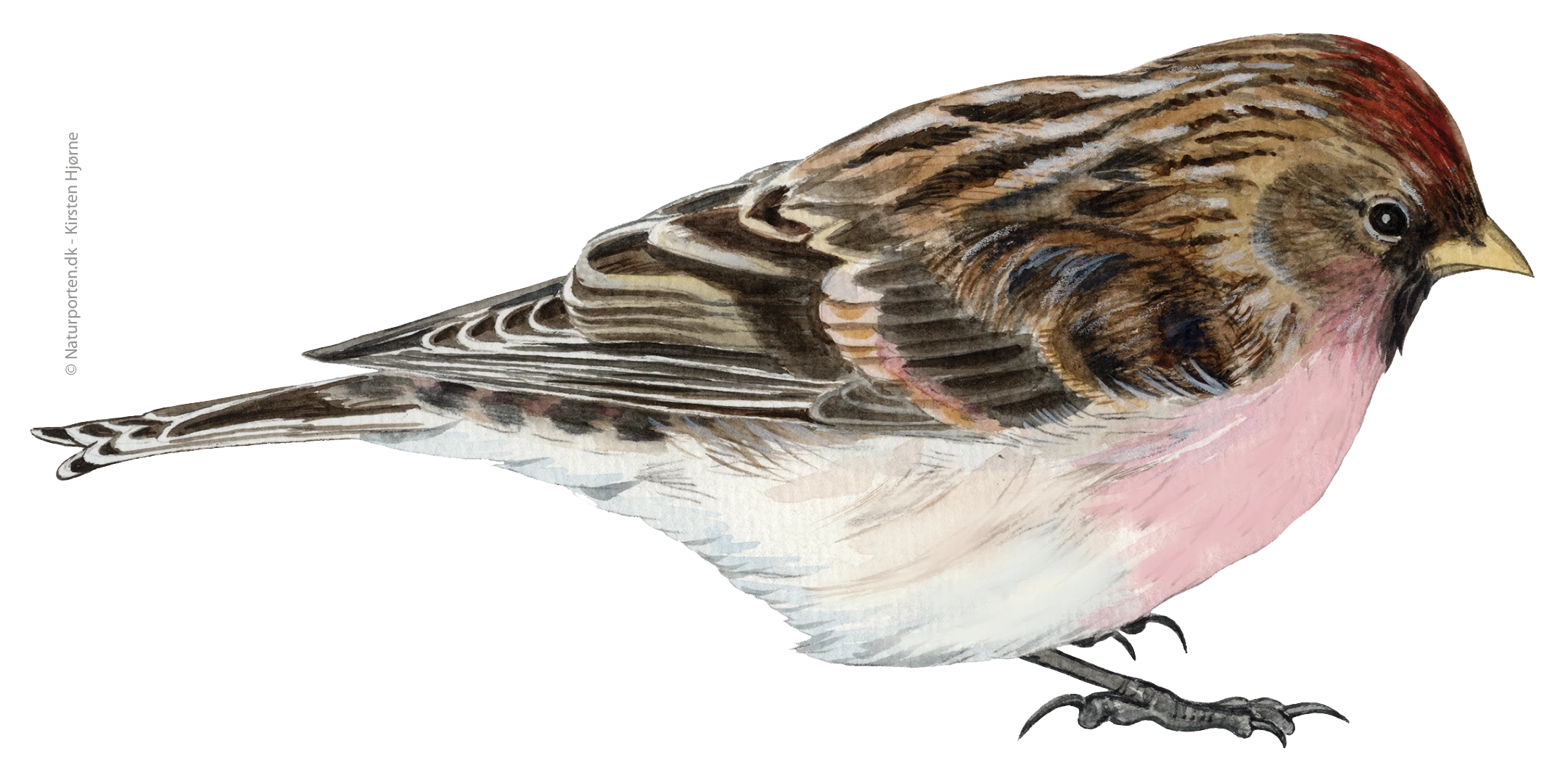 Hvidsisken - han © Naturporten - Kirsten Hjørne