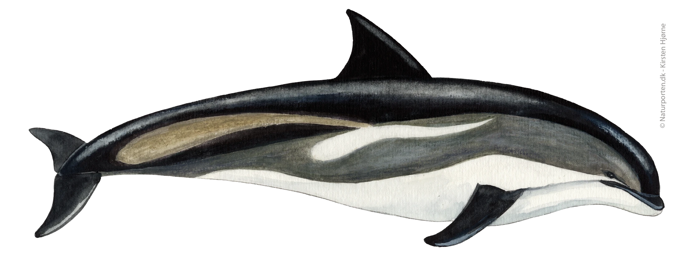 Hvidskæving © Naturporten - Kirsten Hjørne