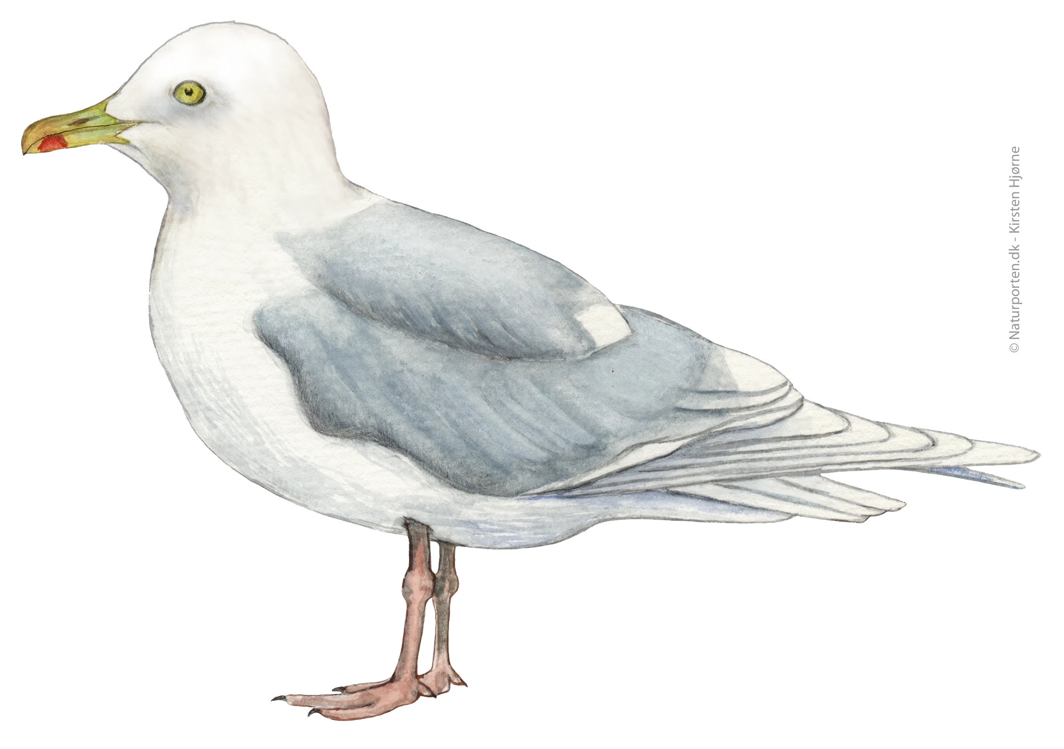 Hvidvinget måge © Naturporten - Kirsten Hjørne