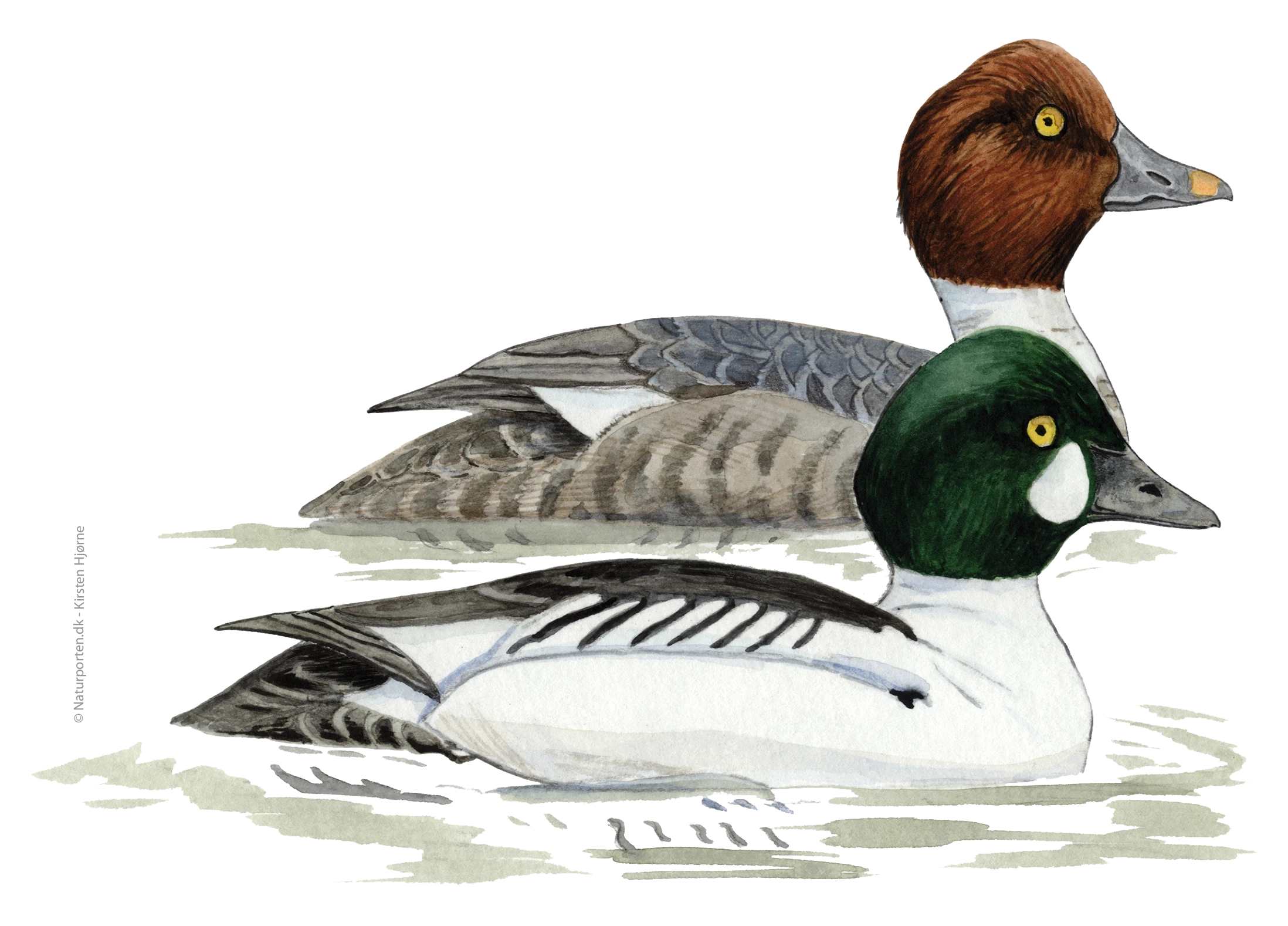 Hvinand © Naturporten - Kirsten Hjørne 