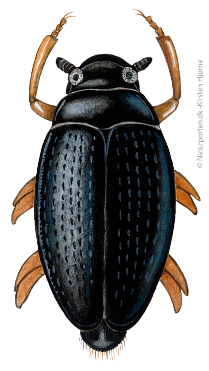 Hvirvler  © Naturporten - Kirsten Hjørne