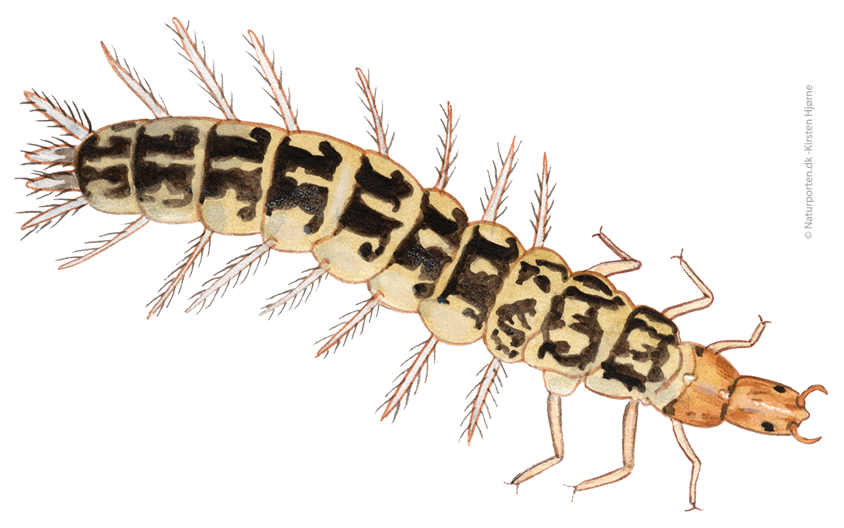 Hvirvler larve © Kirsten Hjørne