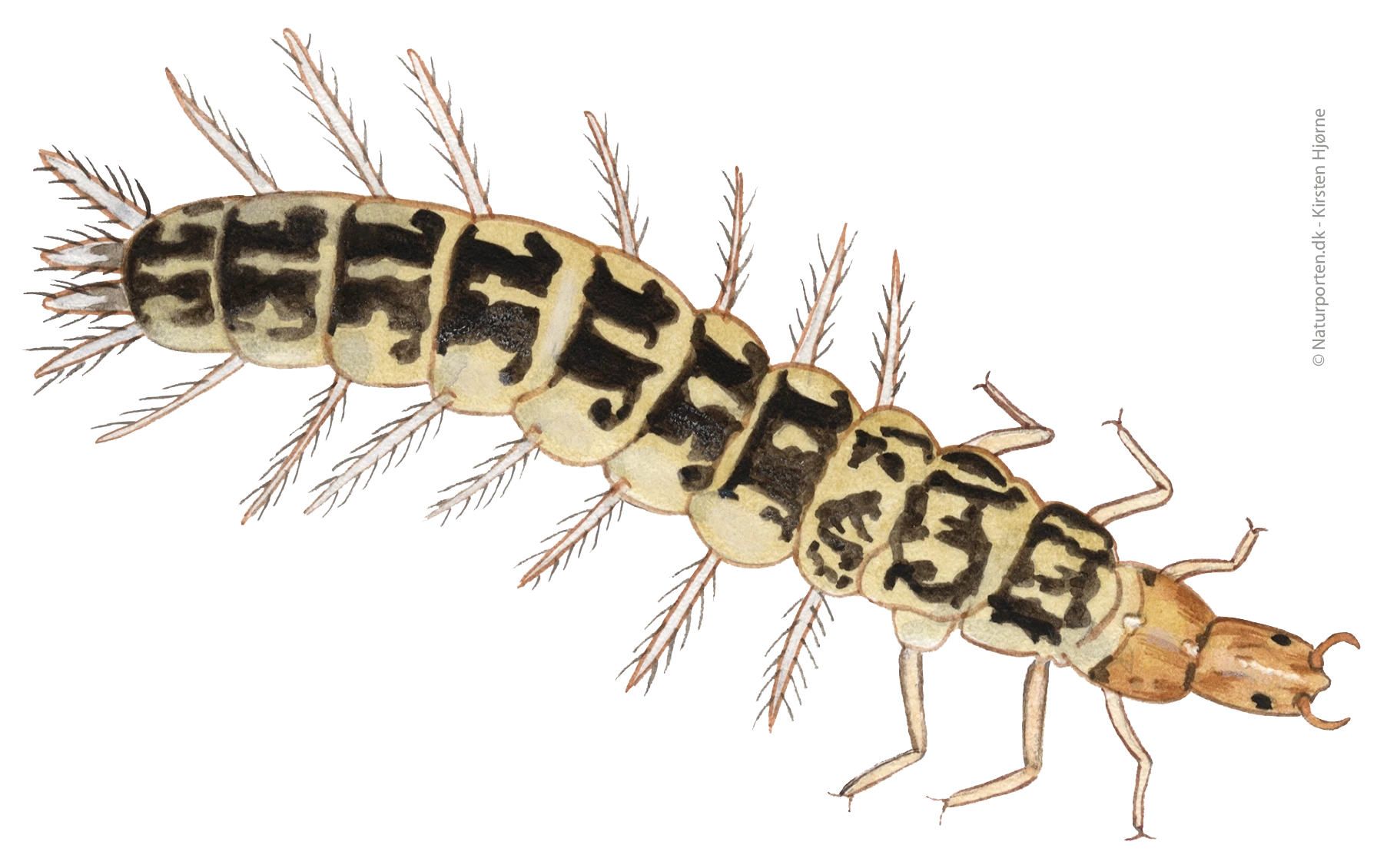 Hvirvler larve © Naturporten - Kirsten Hjørne