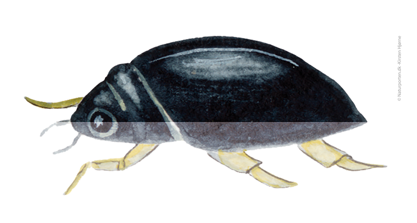 Hvirvler © Kirsten Hjørne