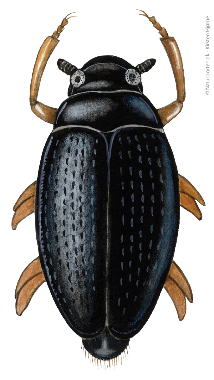 Hvirvler © Naturporten - Kirsten Hjørne