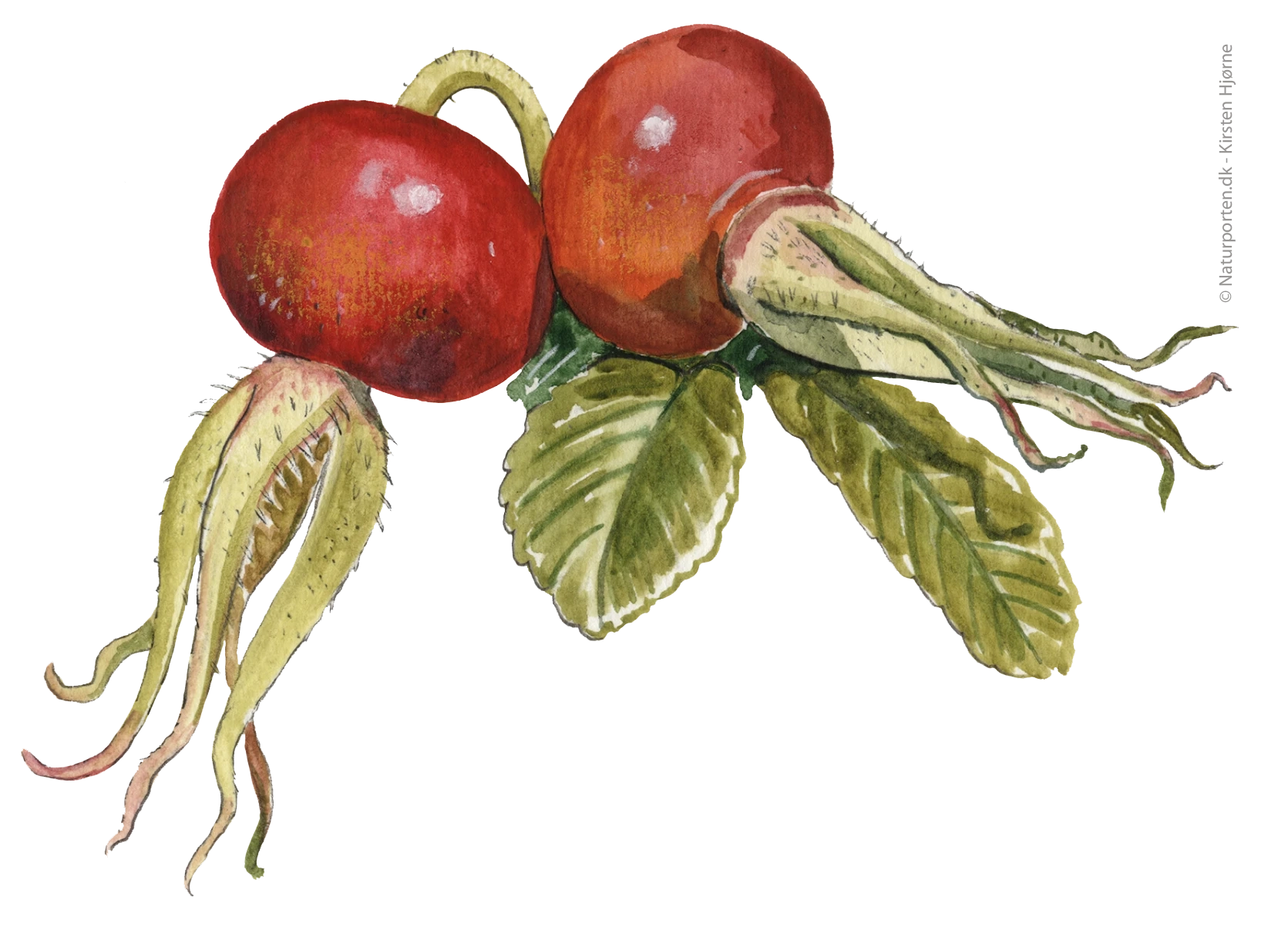 Hybenrosde frugt © Kirsten Hjørne - Naturporten
