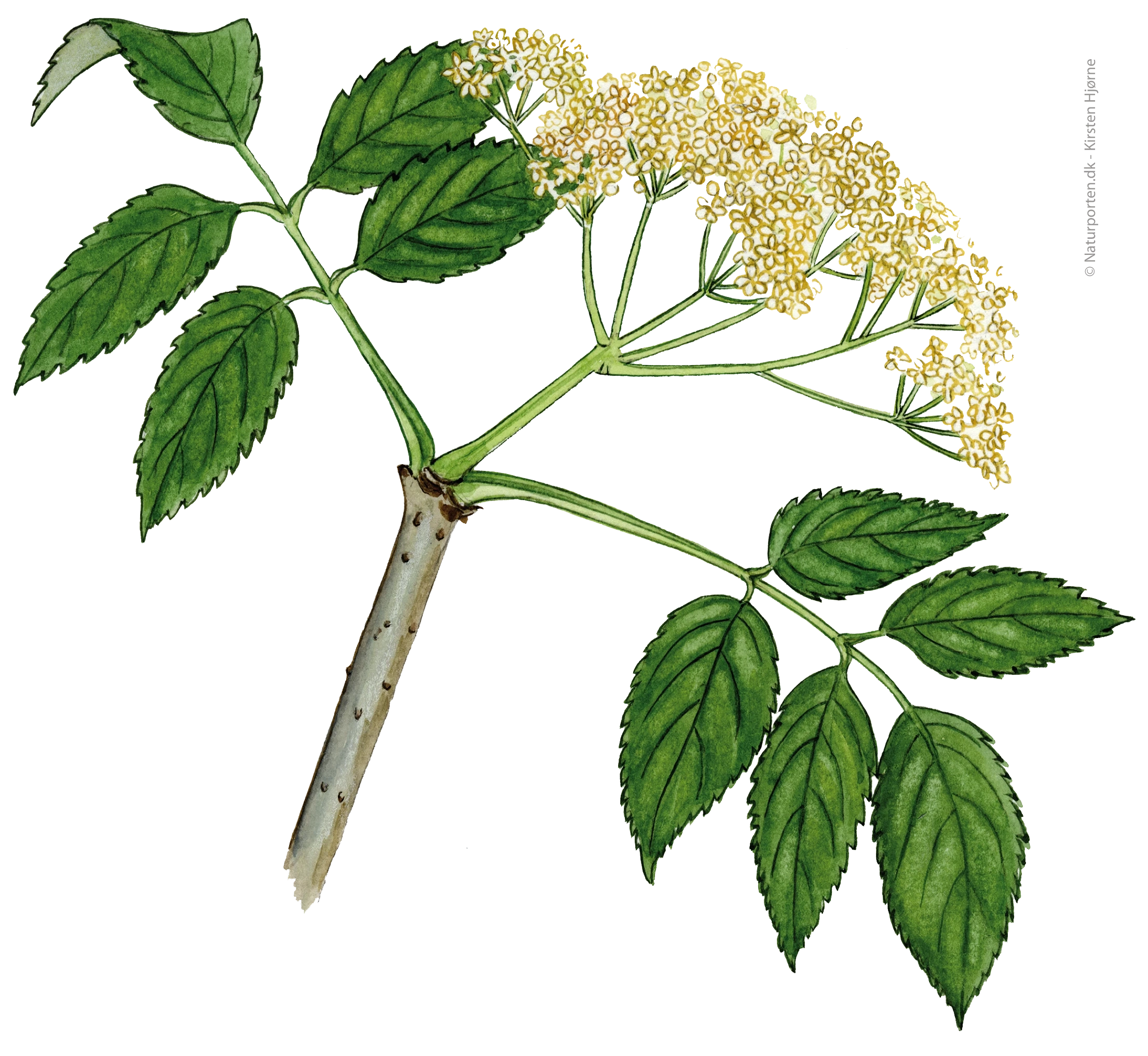 hyld blomst © Kirsten Hjørne - Naturporten