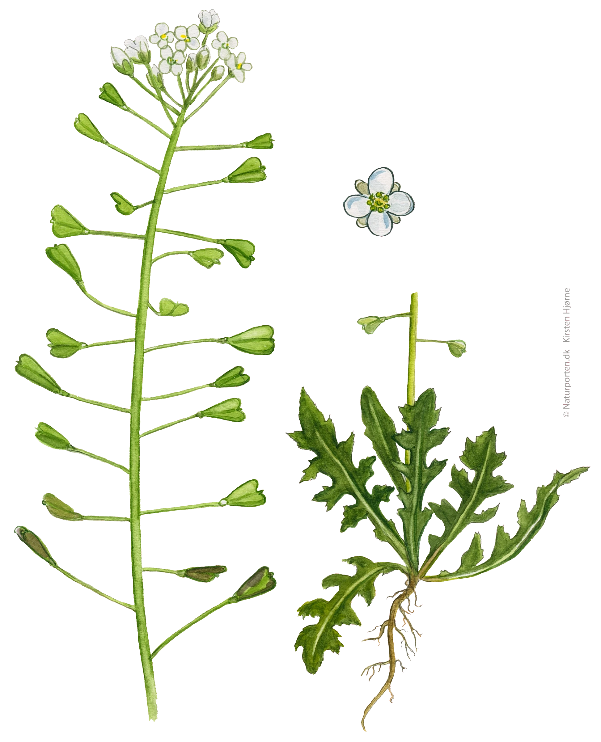 Hyrdetaske © Naturporten - Kirsten Hjørne