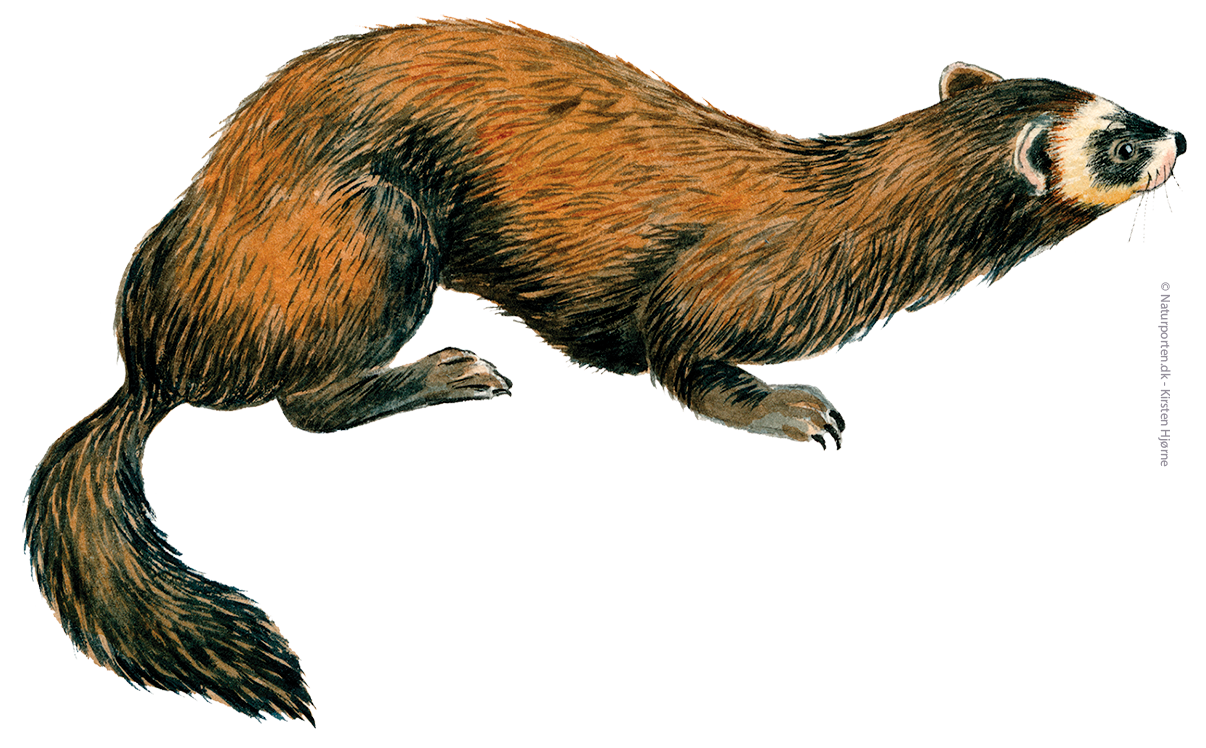 Ilder © Naturporten - Kirsten Hjørne