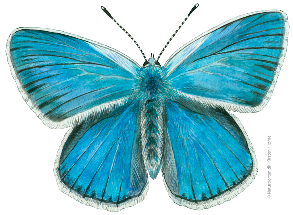 Isblåfugl  © Naturporten - Kirsten Hjørne