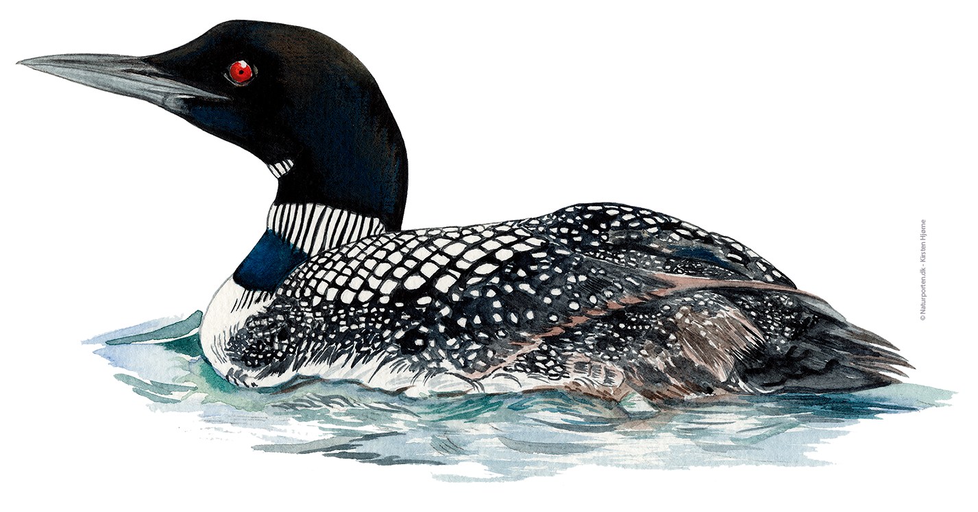 Islom © Naturporten - Kirsten Hjørne 