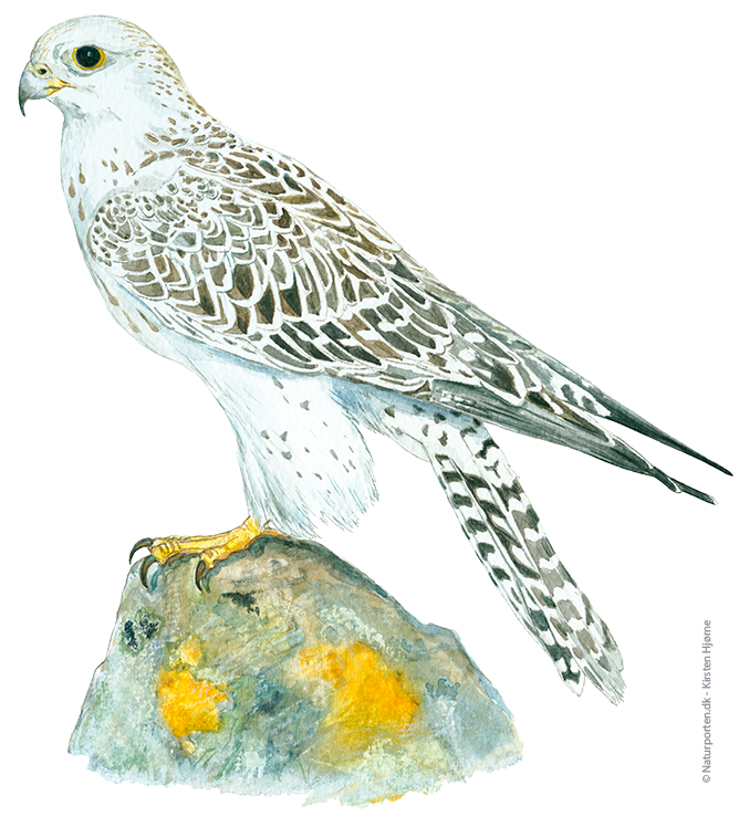 Jagtfalk fra Grønland © Kirsten Hjørne