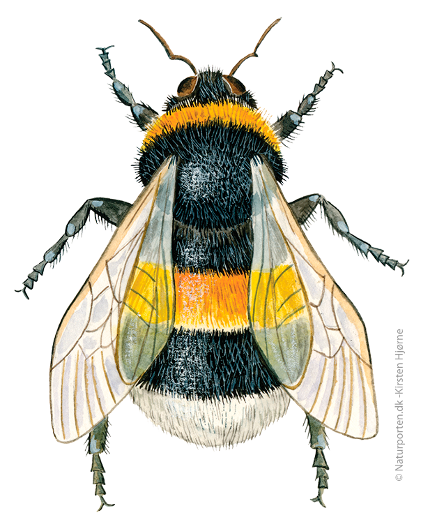 Jordhumle  © Naturporten - Kirsten Hjørne