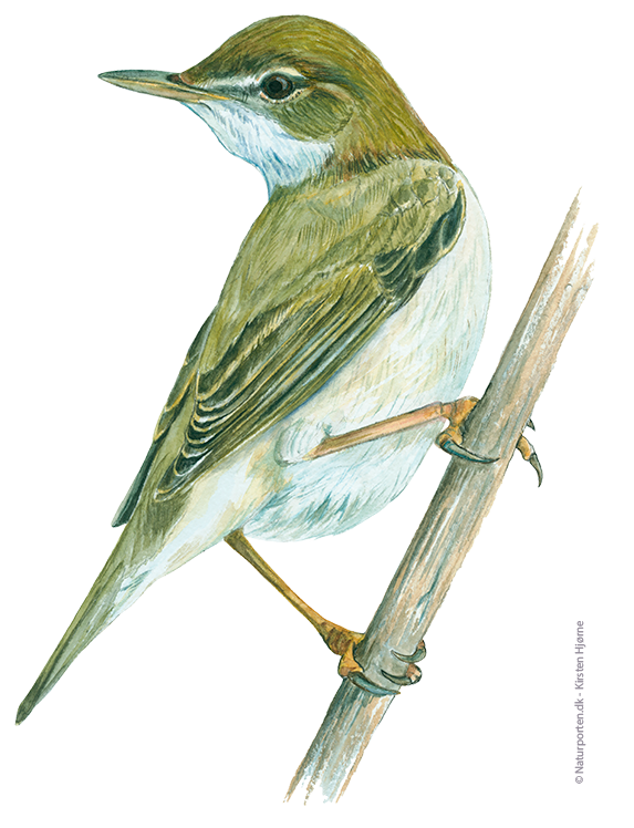 Kærsanger © Naturporten - Kirsten Hjørne 