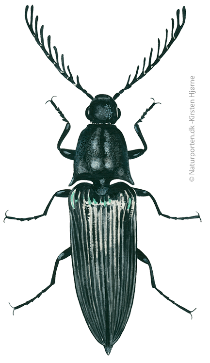 Kamhornet smælder © Naturporten - Kirsten Hjørne