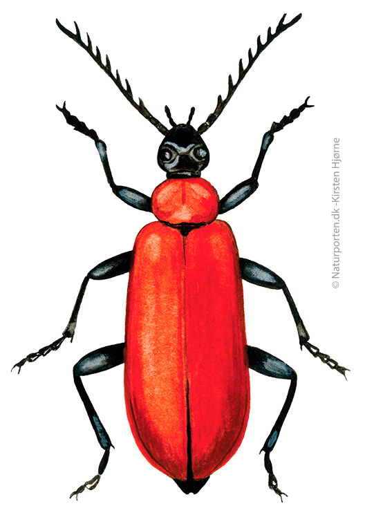 Kardinalbille © Naturporten - Kirsten Hjørne