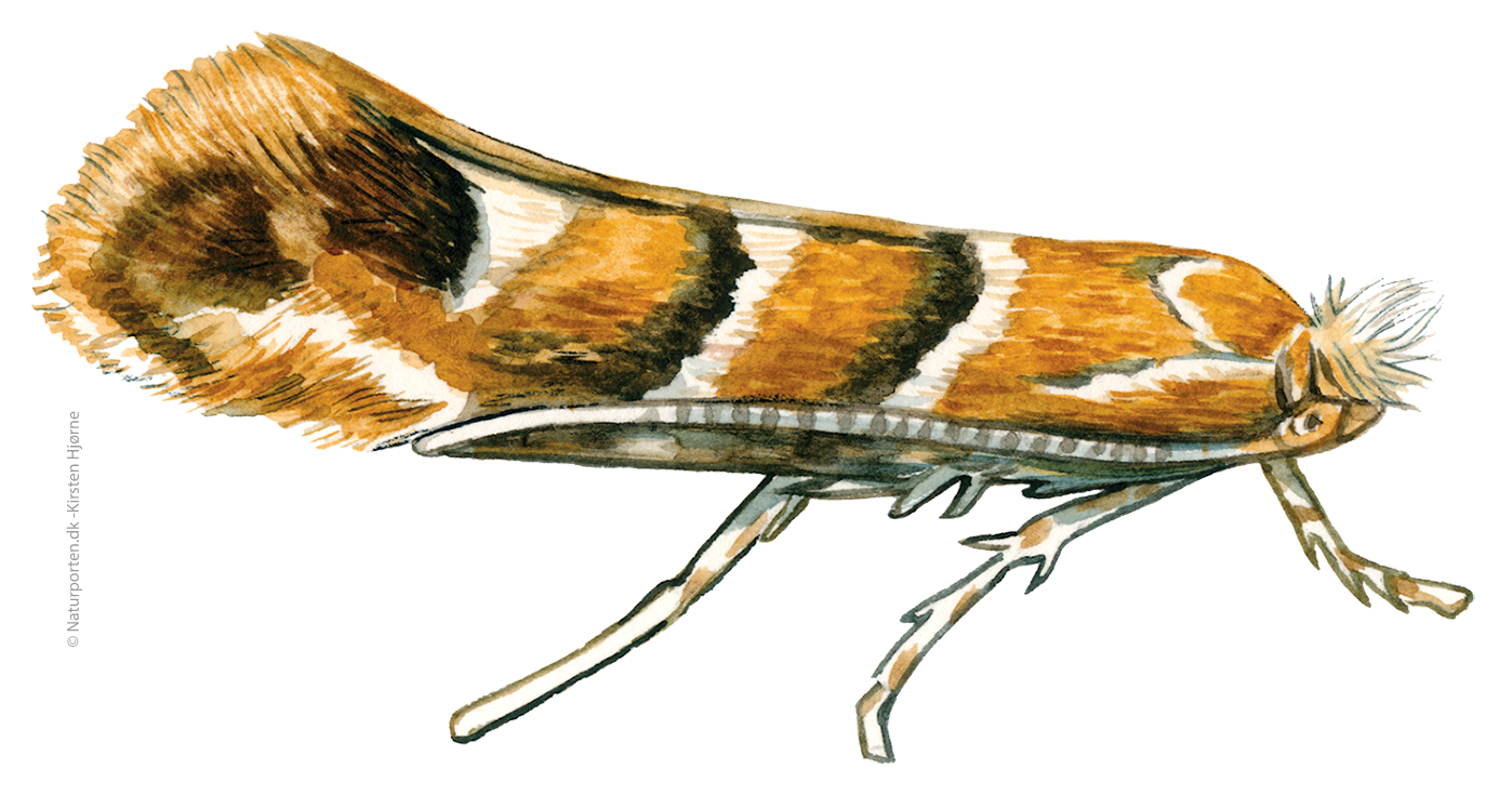 Kastanje minermøl  © Naturporten - Kirsten Hjørne