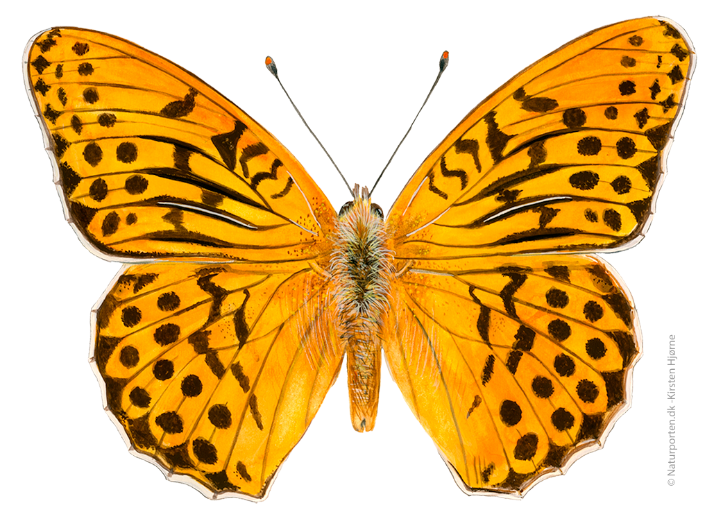 Kejserkåbe © Naturporten - Kirsten Hjørne