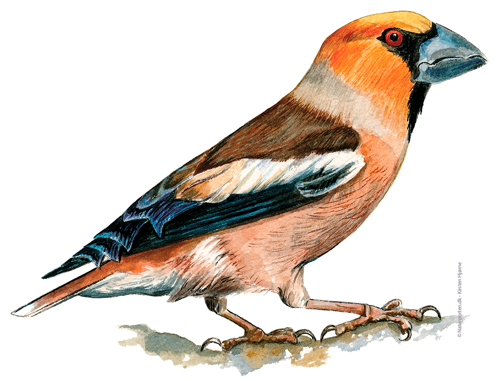 Kernebider © Naturporten - Kirsten Hjørne