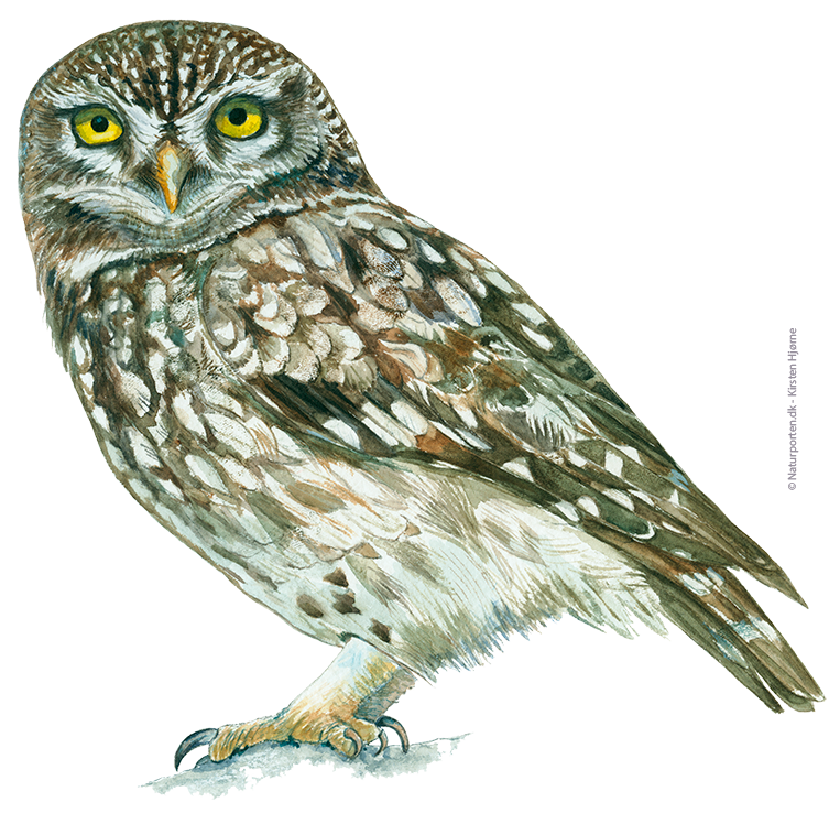 Kirkeugle © Naturporten - Kirsten Hjørne