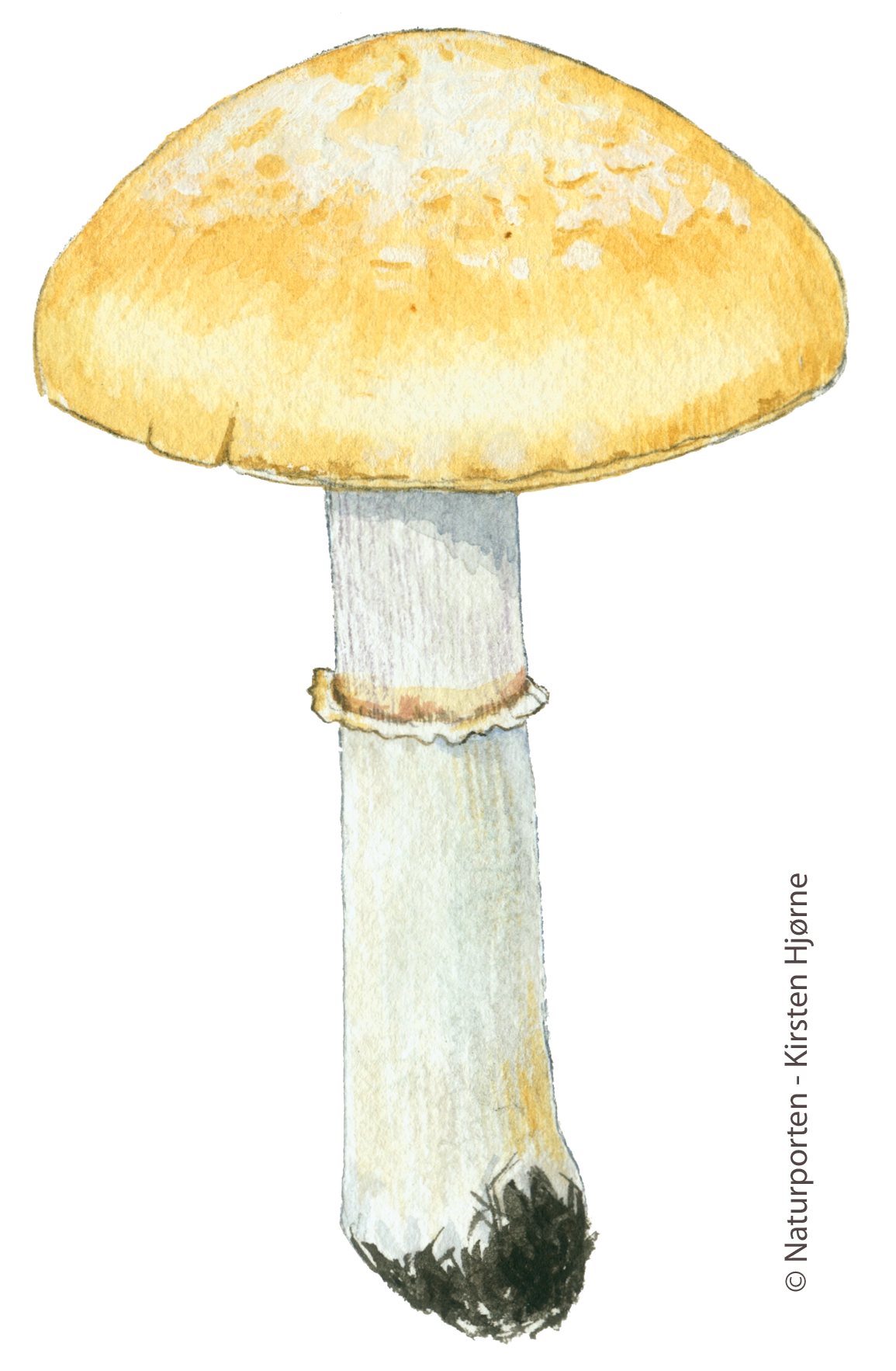 Klidhat