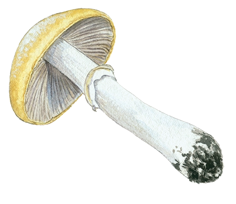 Klidhat © Naturporten - Kirsten Hjørne