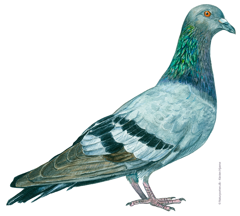 Klippedue - tamdue © Naturporten - Kirsten Hjørne