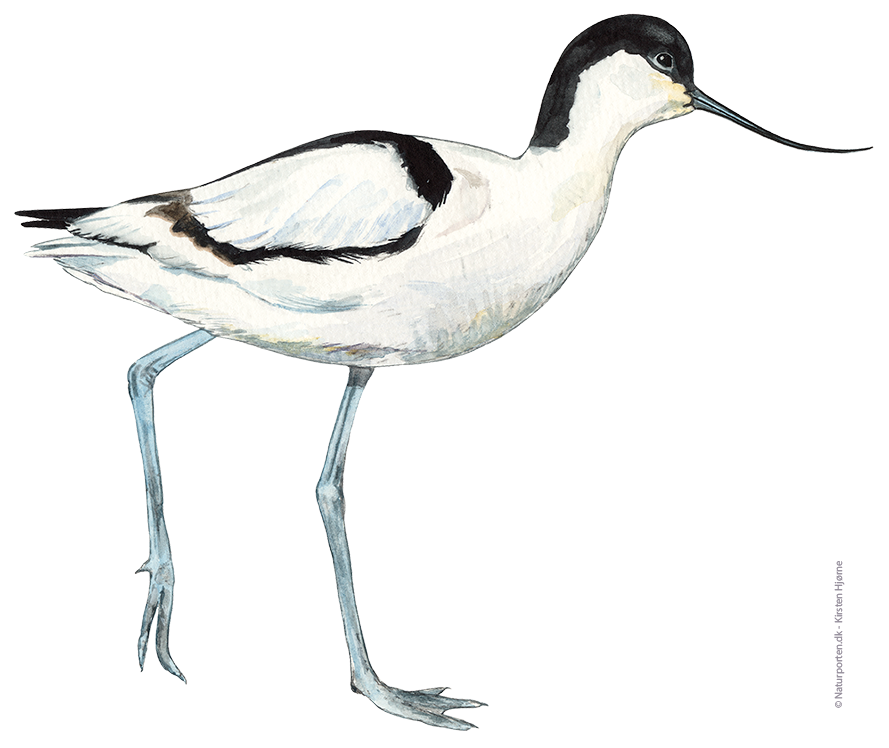 Klyde © Naturporten - Kirsten Hjørne