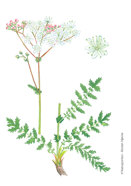 Knoldet mjødurt © Naturporten - Kirsten Hjørne