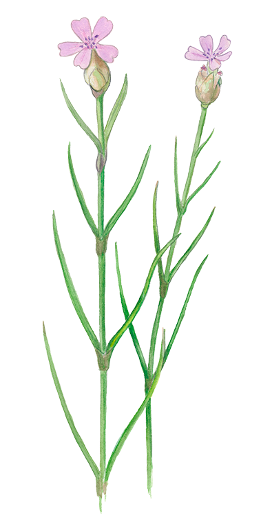 Knop-nellike © Naturporten - Kirsten Hjørne