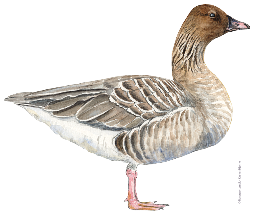Kortnæbbet gås © Naturporten - Kirsten Hjørne