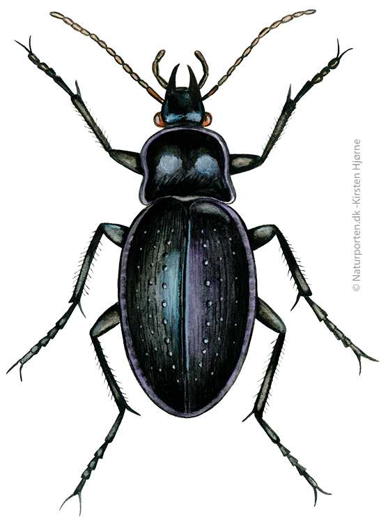 Kratløber © Naturporten - Kirsten Hjørne