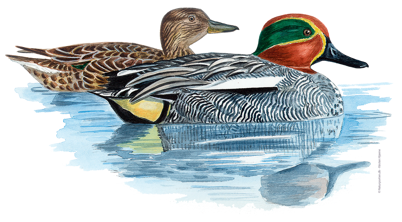 Krikand © Naturporten - Kirsten Hjørne