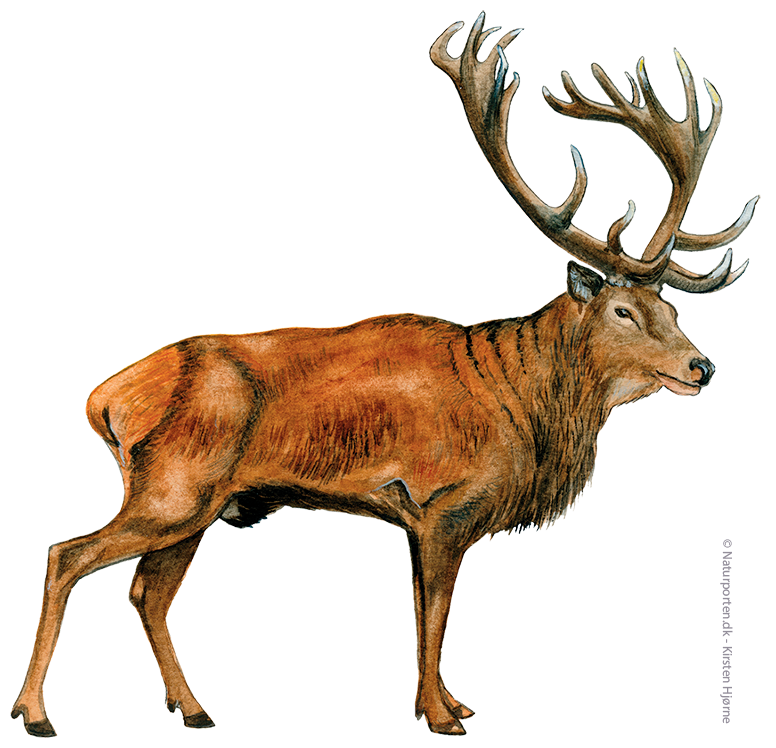 Krondyr han © Naturporten - Kirsten Hjørne