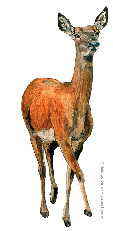 Krondyr hun © Naturporten - Kirsten Hjørne
