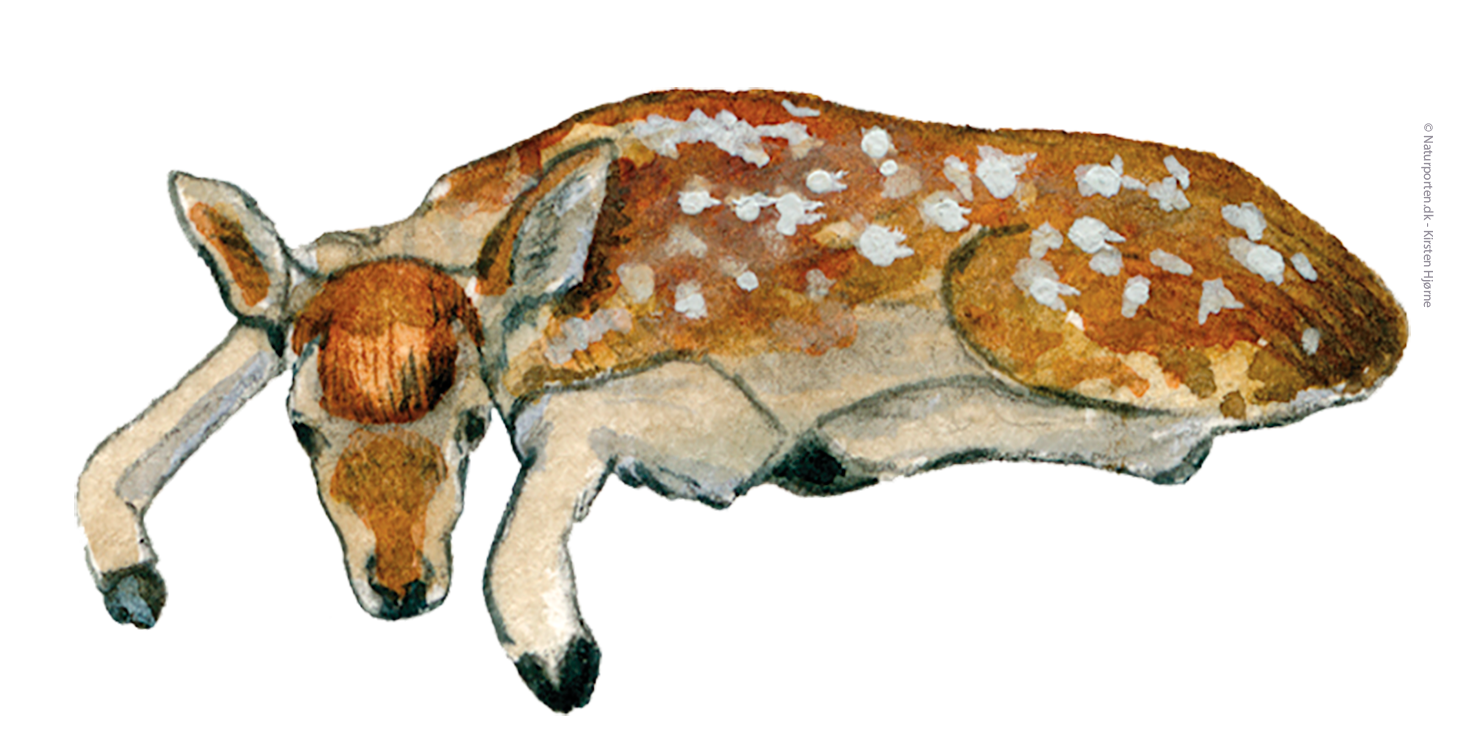 Krondyr lam © Naturporten - Kirsten Hjørne