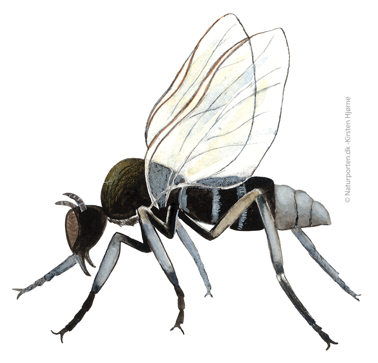 Kvægmyg © Naturporten - Kirsten Hjørne