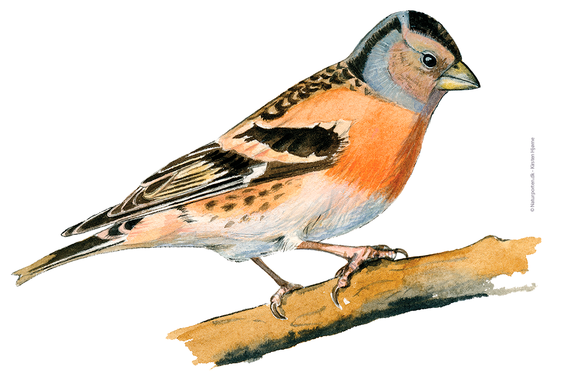 Kvækerfinke hun © Naturporten - Kirsten Hjørne