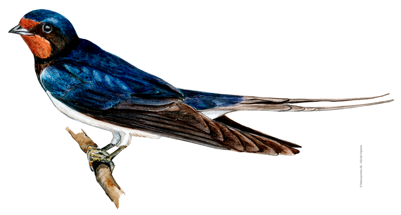 Landsvale © Naturporten - Kirsten Hjørne