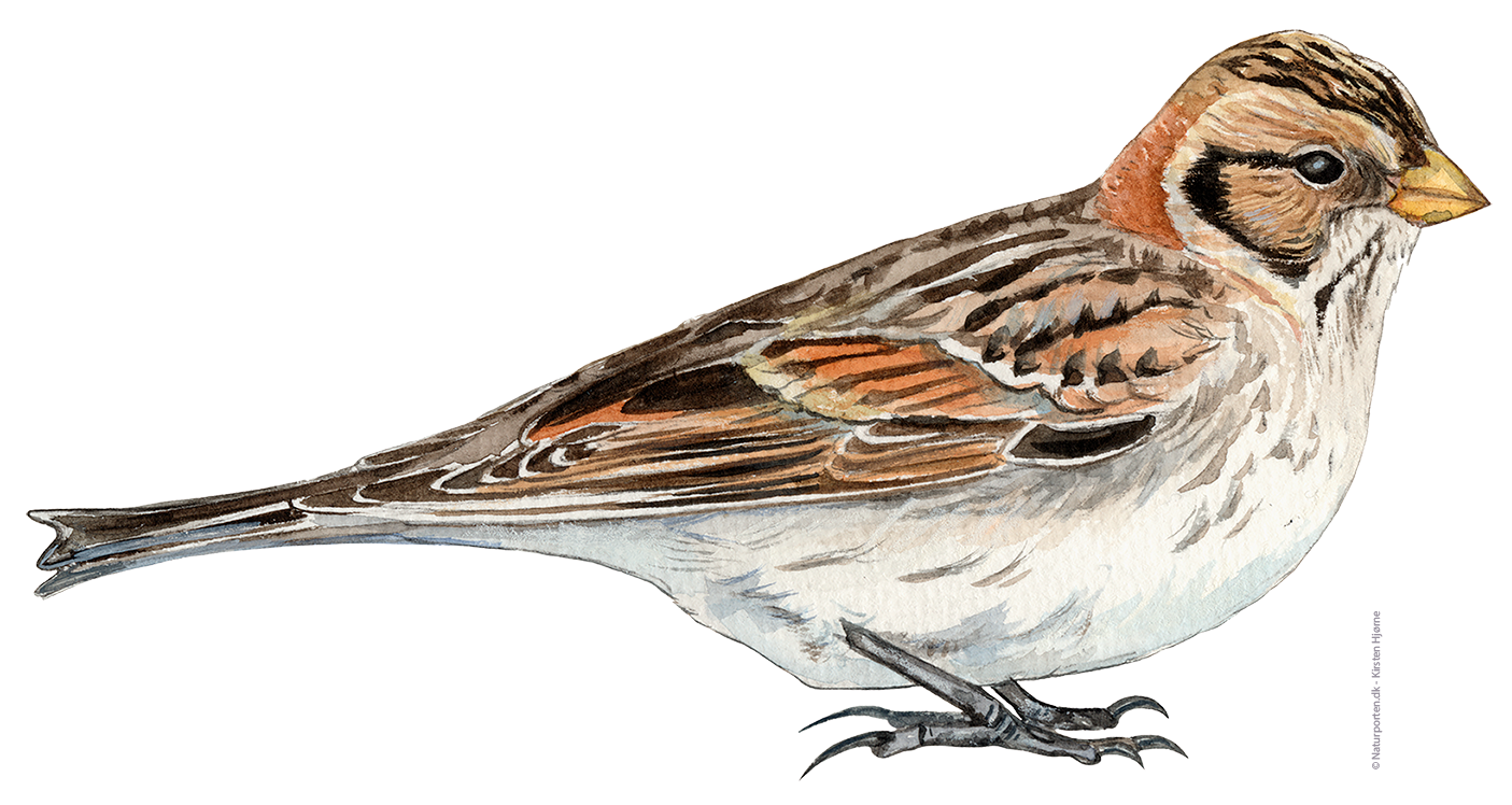 Lapværling hun © Naturporten - Kirsten Hjørne