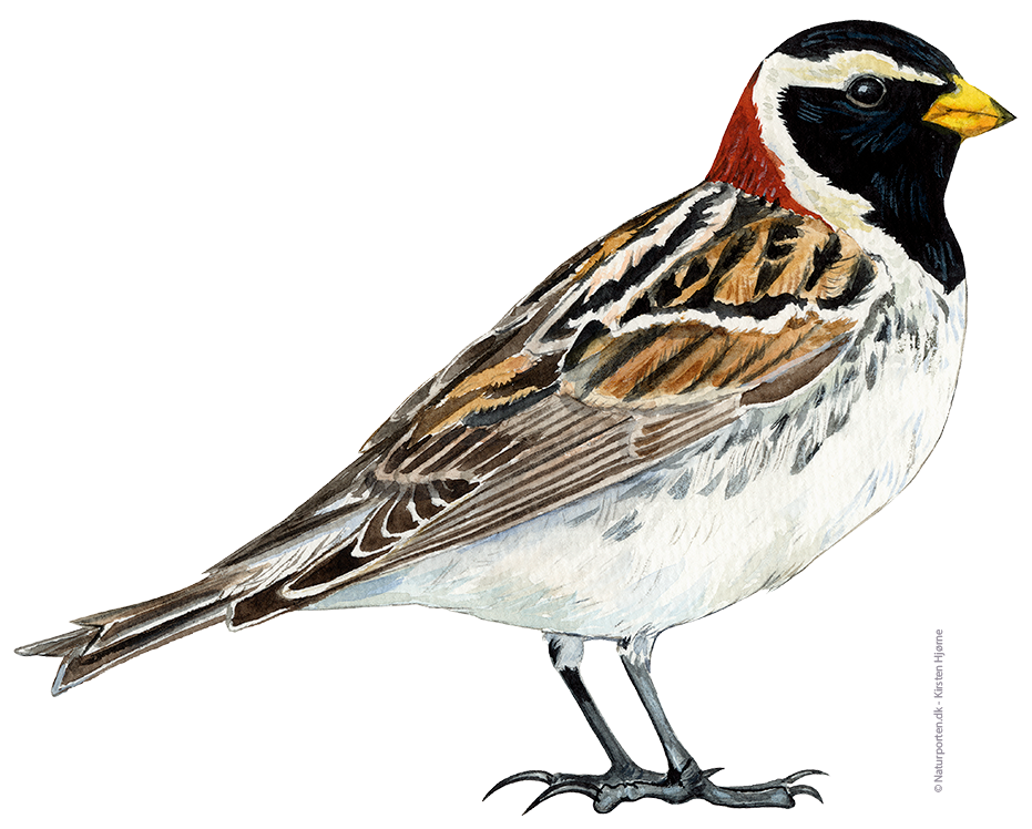 Lapværling han © Naturporten - Kirsten Hjørne