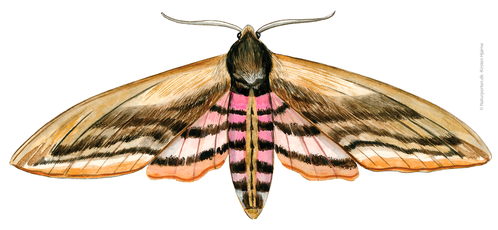 Ligustersværmer © Naturporten - Kirsten Hjørne