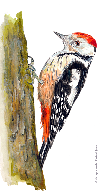 Lille flagspætte © Naturporten - Kirsten Hjørne