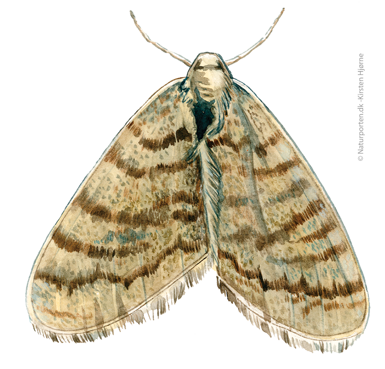 Lille frostmåler © Naturporten - Kirsten Hjørne