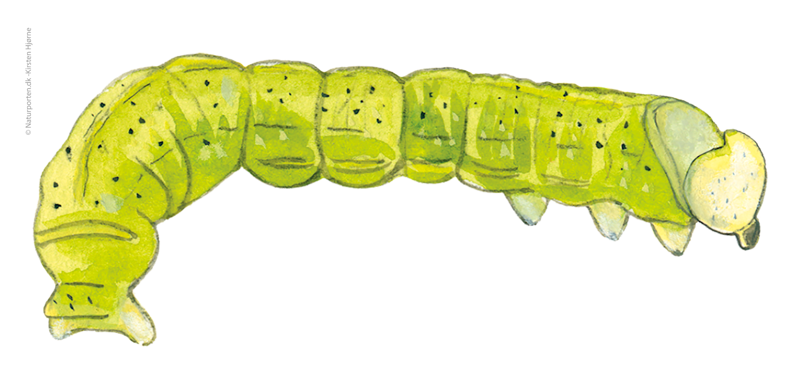 Lille frostmåler larve © Naturporten - Kirsten Hjørne